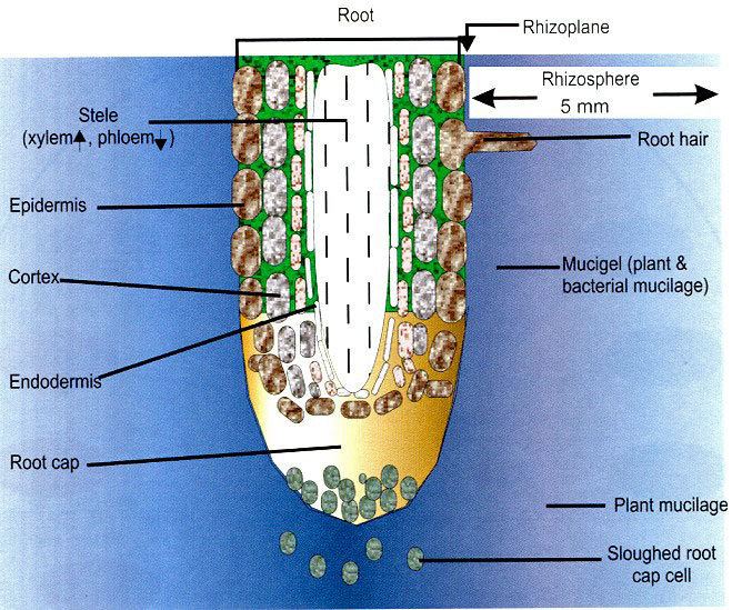 Rhizosphere Biosphere Kingdom Plants Rhizosphere Mycorrhiza Symbiosis Defense