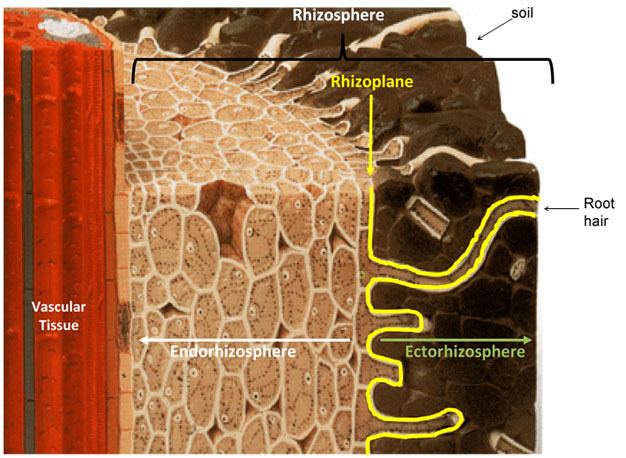Rhizosphere The Rhizosphere Roots Soil and Everything In Between Learn