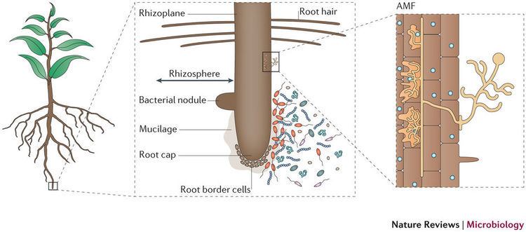 Rhizosphere Going back to the roots the microbial ecology of the rhizosphere