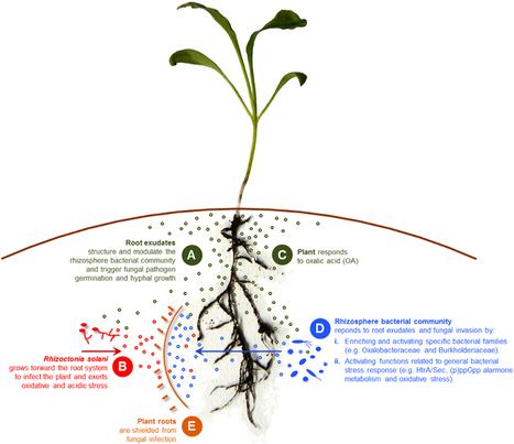 Rhizosphere Impact of plant domestication on rhizosphere microbiome Scoopit
