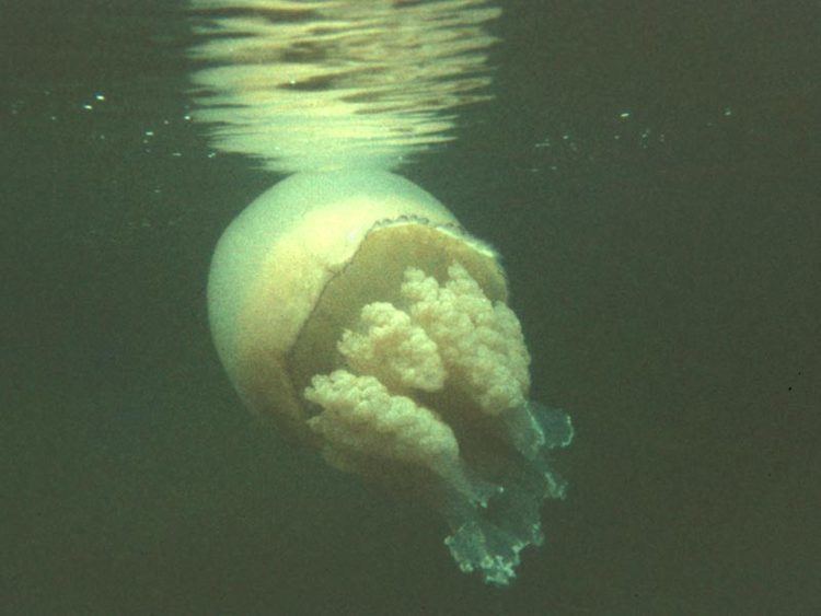 Rhizostoma MarLIN The Marine Life Information Network Dustbinlid jellyfish