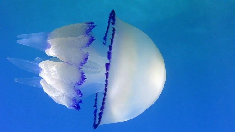 Rhizostoma pulmo Jellyfish Meduza Rhizostoma pulmo YouTube