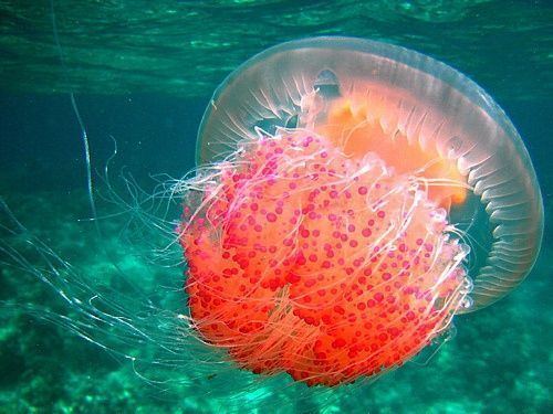 Rhizostomae Medusa Rhizostomae Invertebrates Pinterest Jellyfish and Outdoors