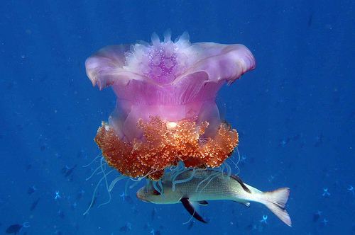 Rhizostomae Jellyfish Rhizostomae a photo on Flickriver