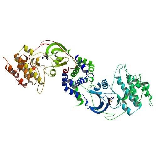 Rho-associated protein kinase
