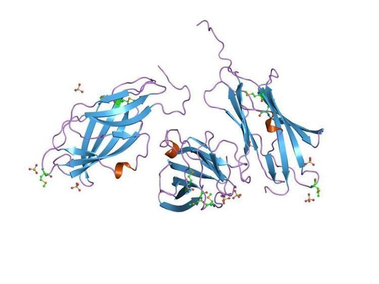 RHO protein GDP dissociation inhibitor