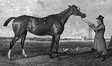 Rhoda (horse) httpsuploadwikimediaorgwikipediacommonsthu