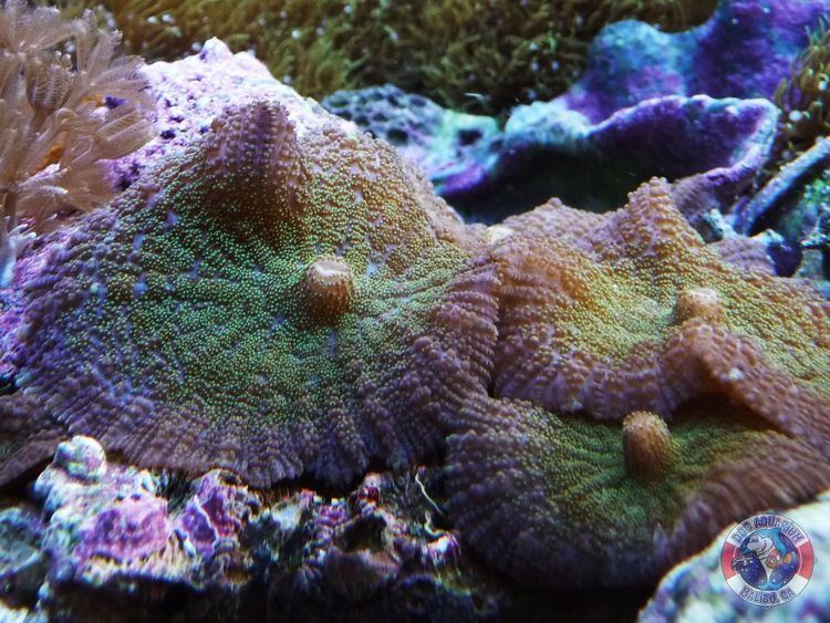 Rhodactis Fuzzy Mushroom Rhodactis sp Doc Aquarium