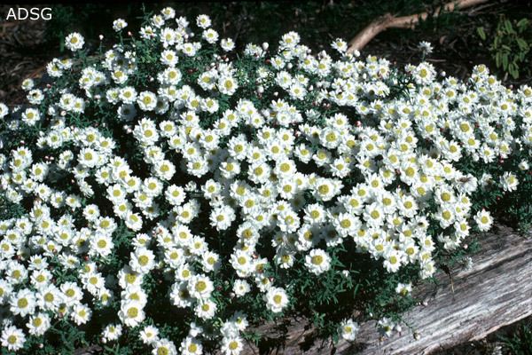 Rhodanthe anthemoides anthemoides