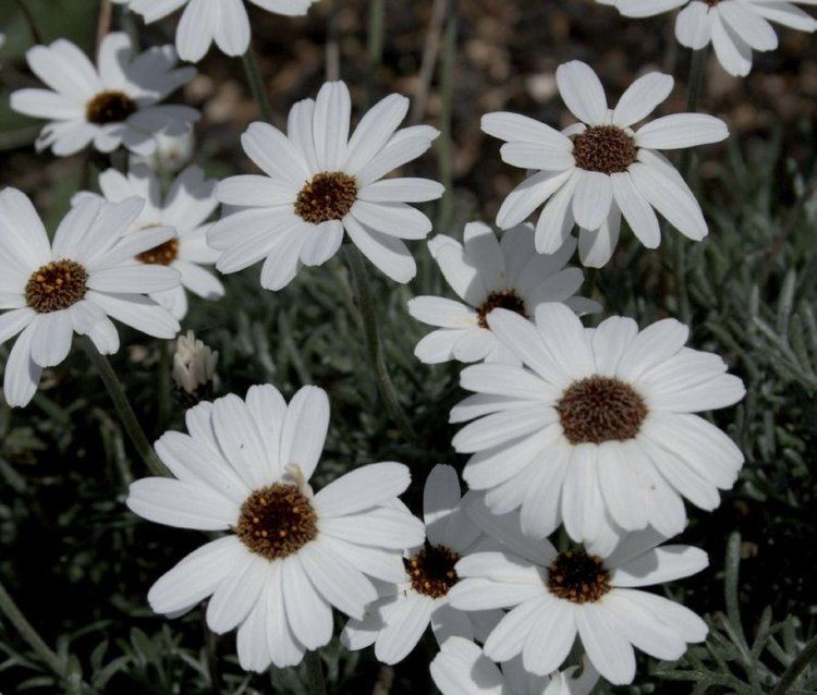 Rhodanthemum Rhodanthemum 39African Eyes39 Lambley Nursery