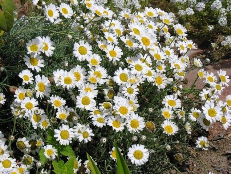 Rhodanthemum PlantFiles Pictures Moroccan Daisy Rhodanthemum hosmariense by suguy