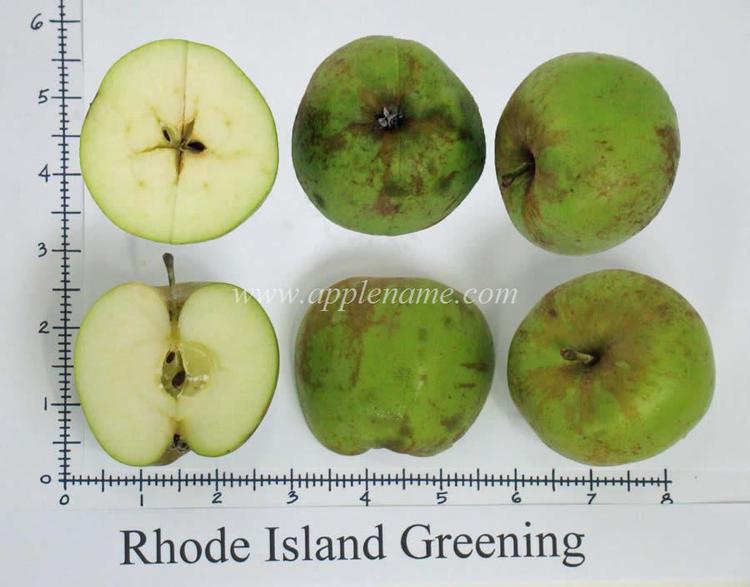 Rhode Island Greening How to identify the Rhode Island Greening apple variety