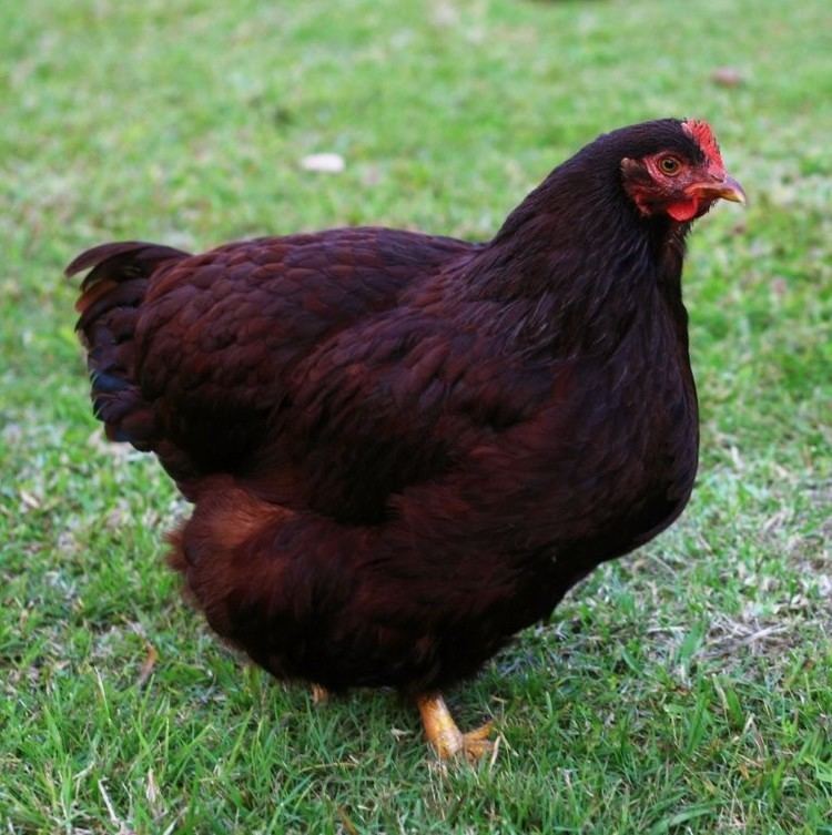 Rhode Island Red Rhode Island Red Baby Chicks For Sale Cackle Hatchery