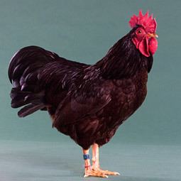 Rhode Island Red Chicken Breeds Rhode Island