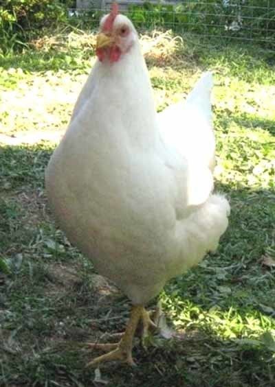 Rhode Island White Rhode Island White Chicken Modern Farming Methods