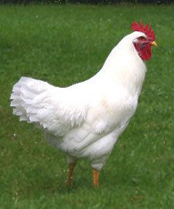 Rhode Island White Rhode Island White Chicken Eggspert Breed Database