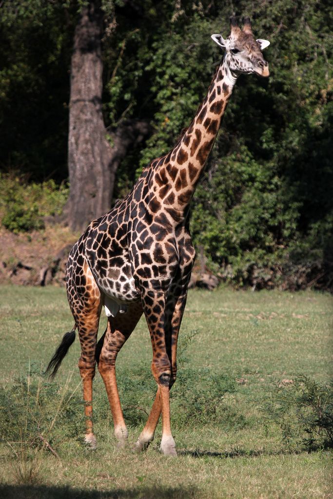 Rhodesian giraffe Giraffa camelopardalis thornicrofti Thornicroft39s Giraf Flickr