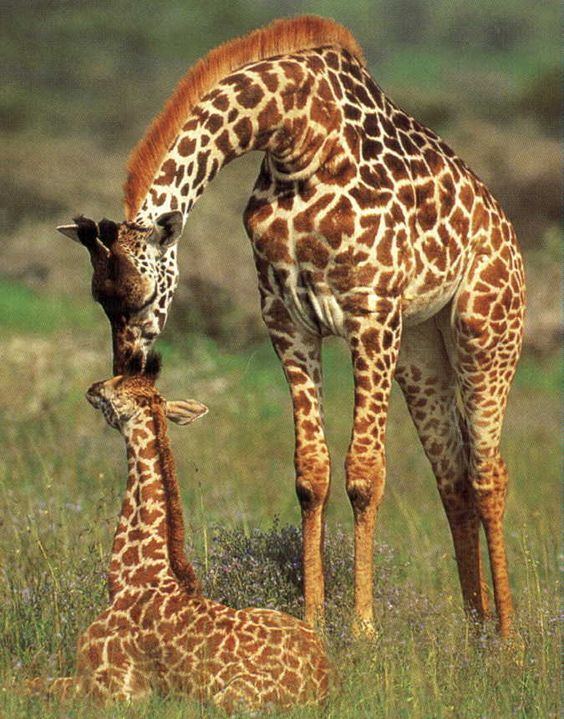 Rhodesian giraffe Rhodesian Giraffe Giraffa Camelopardalis thornicrofti is one of