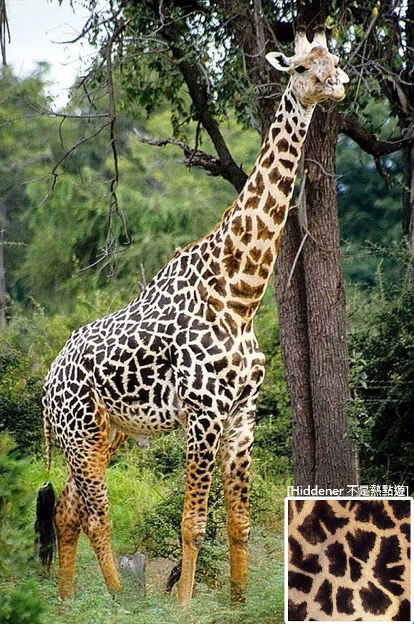 Rhodesian giraffe 78 Best images about Giraffes on Pinterest Giraffe species