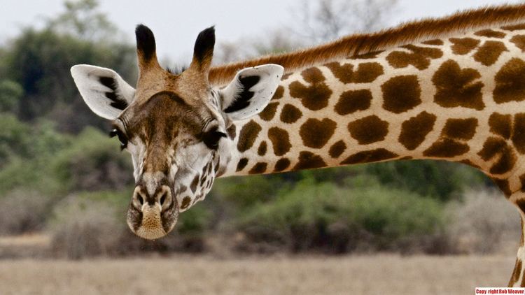 Rhodesian giraffe The Thornicroft39s giraffe giraffa camelopardalis thornicr Flickr