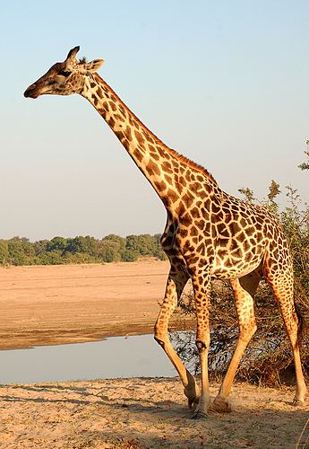 Rhodesian giraffe Types of Giraffes Giraffes