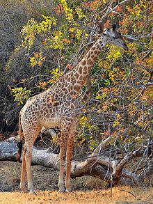 Rhodesian giraffe httpsuploadwikimediaorgwikipediacommonsthu