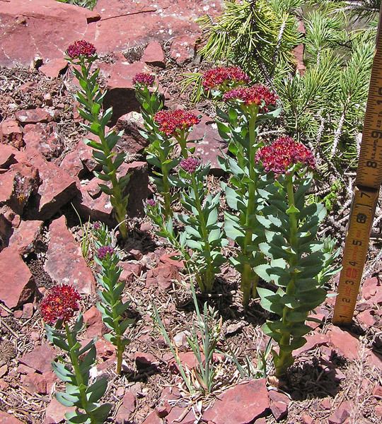 Rhodiola integrifolia Southwest Colorado Wildflowers Rhodiola