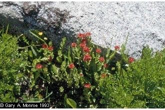 Rhodiola integrifolia Plants Profile for Rhodiola integrifolia integrifolia ledge stonecrop