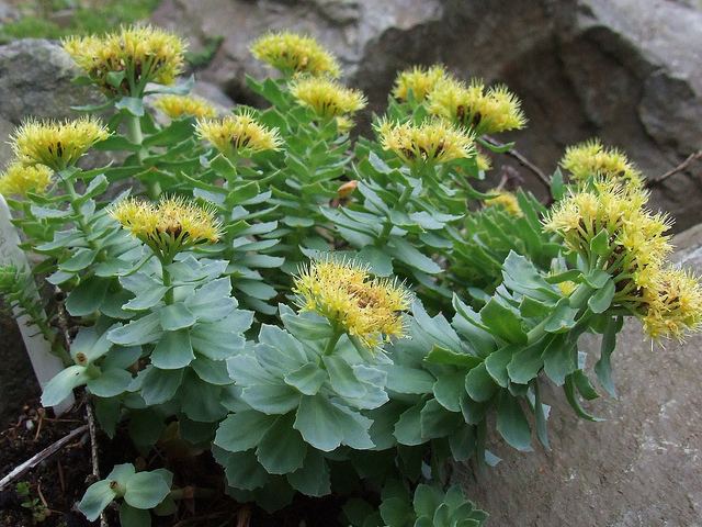Rhodiola rosea Rhodiola Rosea for Skin the quotAntiAgingquot Herb Annmarie Gianni Skin Care