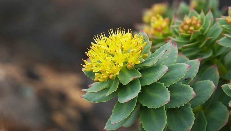 Rhodiola rosea RoserootRhodiola Rosea Thought of the day Pure Natura