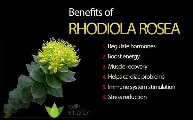 Rhodiola rosea Rhodiola Rosea Benefits amp Side Effects