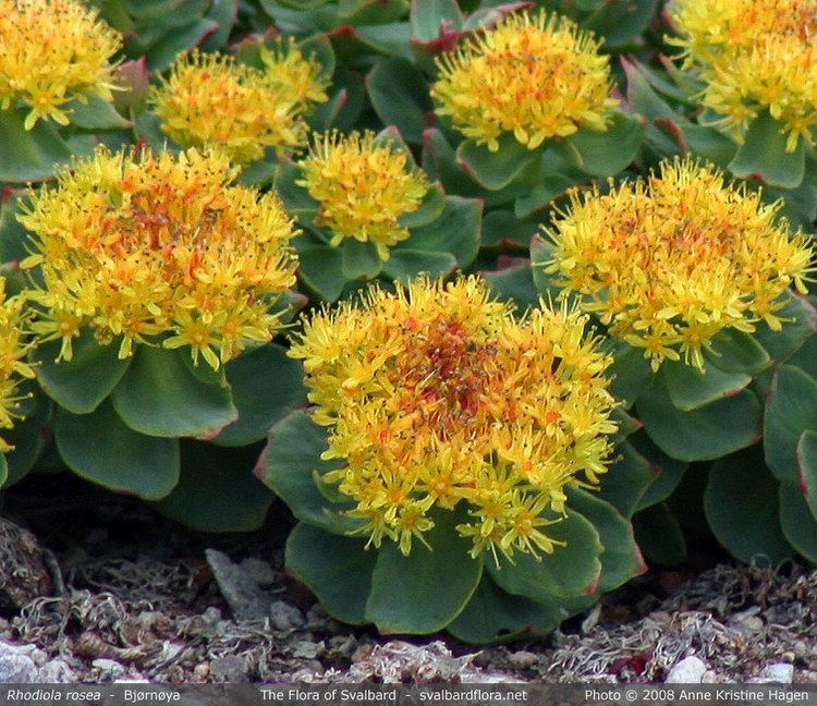 Rhodiola rosea Rhodiola Rosea BlahTherapy Online Therapy and Counseling Services