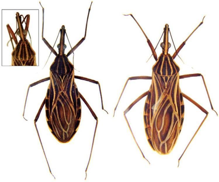 Rhodnius Rhodnius barretti a new species of Triatominae Hemiptera