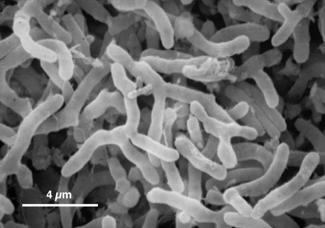 Rhodococcus Rhodococcus Summary Canada39s Michael Smith Genome Sciences Centre