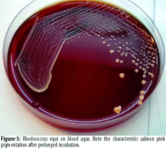 Rhodococcus equi jpmaorgpkimagesMay2013Rhodococcus20equi20pn
