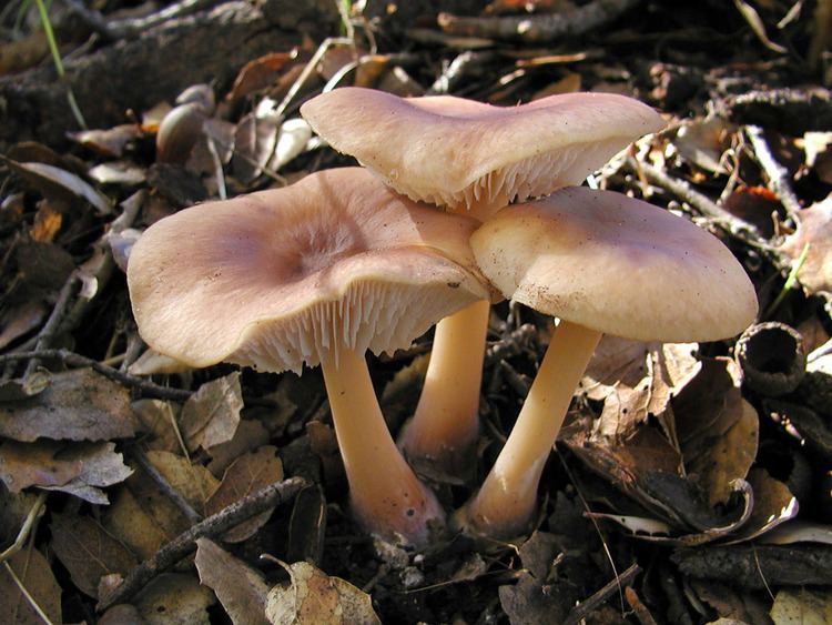 Rhodocollybia California Fungi Rhodocollybia butyracea