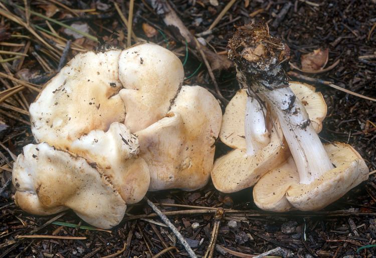 Rhodocollybia California Fungi Rhodocollybia maculata