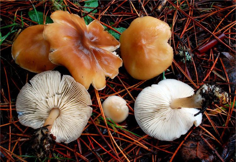 Rhodocollybia butyracea California Fungi Rhodocollybia butyracea