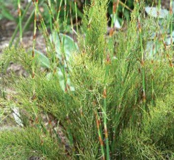 Rhodocoma Rhodocoma capensis Cape Restio plant lust