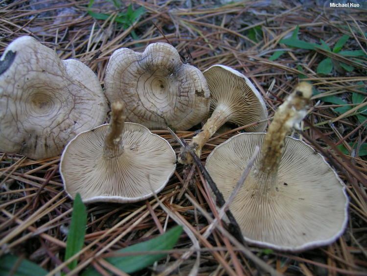 Rhodocybe Clitopilus popinalis MushroomExpertCom