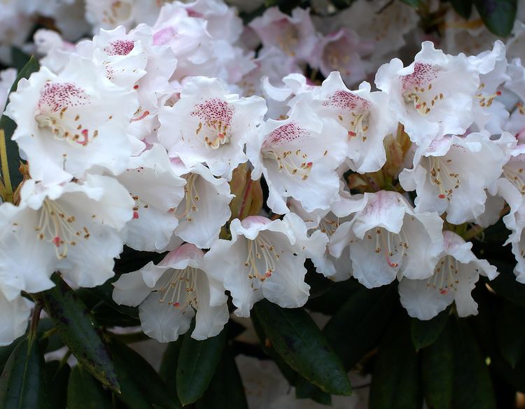 Rhododendron httpsuploadwikimediaorgwikipediacommons66