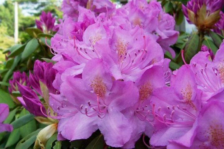 Rhododendron Rhododendrons and Azaleas How to Plant Grow and Care for