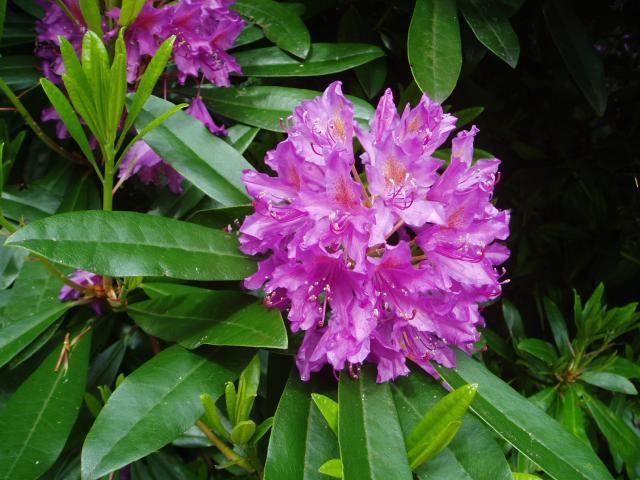 Rhododendron Rhododendron ponticum Wikipedia