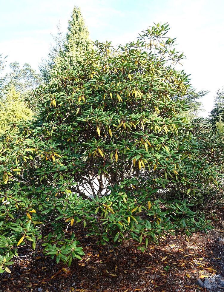 Rhododendron aberconwayi