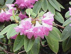 Rhododendron adenogynum httpsuploadwikimediaorgwikipediacommonsthu