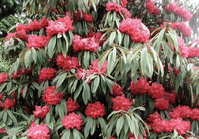 Rhododendron arboreum Rhododendron arboreum