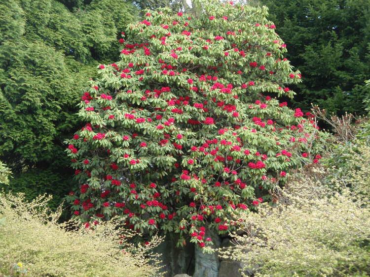 Rhododendron arboreum Rhododendron arboreum Wikimedia Commons