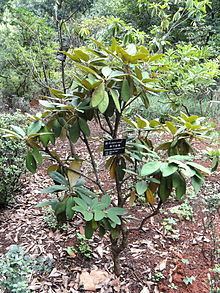Rhododendron argyrophyllum httpsuploadwikimediaorgwikipediacommonsthu