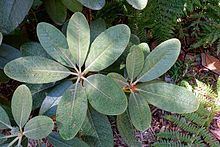 Rhododendron arizelum httpsuploadwikimediaorgwikipediacommonsthu