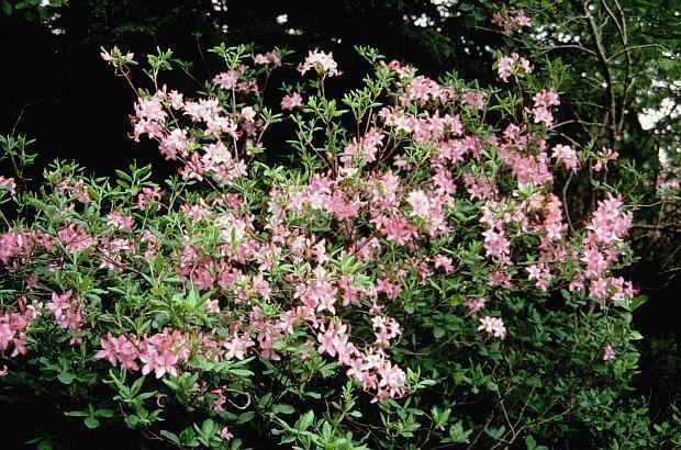 Rhododendron atlanticum httpswwwtjhsstedudhyattazaleasazalea78jpg